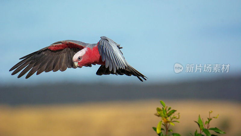 飞行杆(Eolophus roseicapilla)